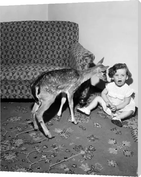 'Bambi'Tame Fawn with Lindsay Pennell. July 1952 C3429