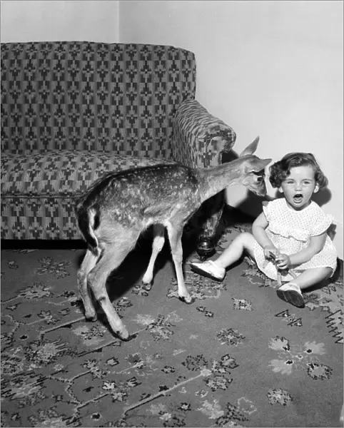 'Bambi'Tame Fawn with Lindsay Pennell. July 1952 C3429