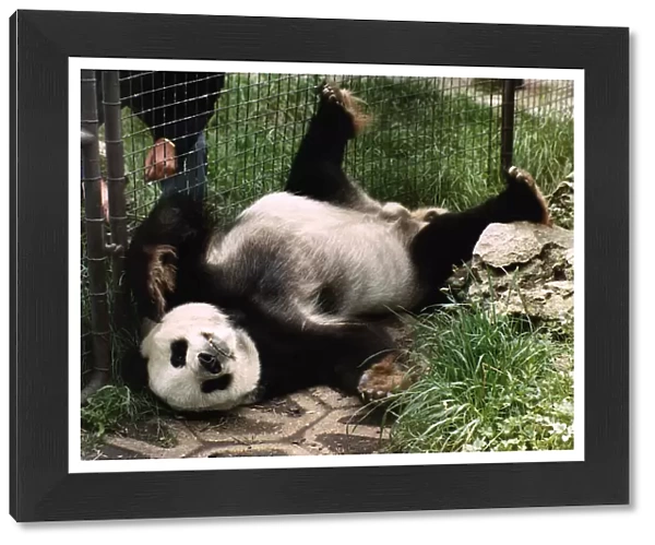 Animals Panda July 1988