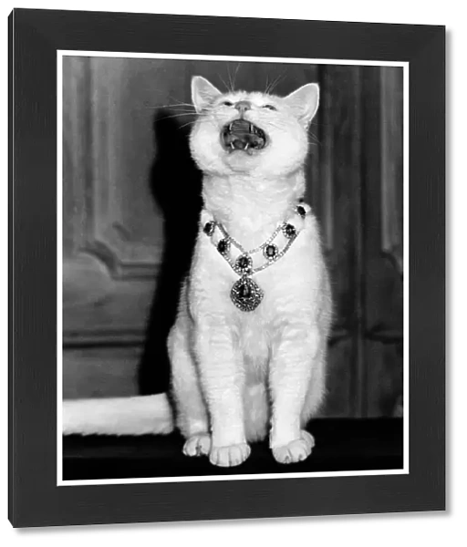 Animals - Cats - Arthur. Celebrating in style Arthur the TV cat. December 1988 P000429