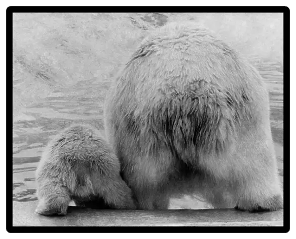 Animals - Bears - Polar. Bearrr: Its cold. April 1977 P000443
