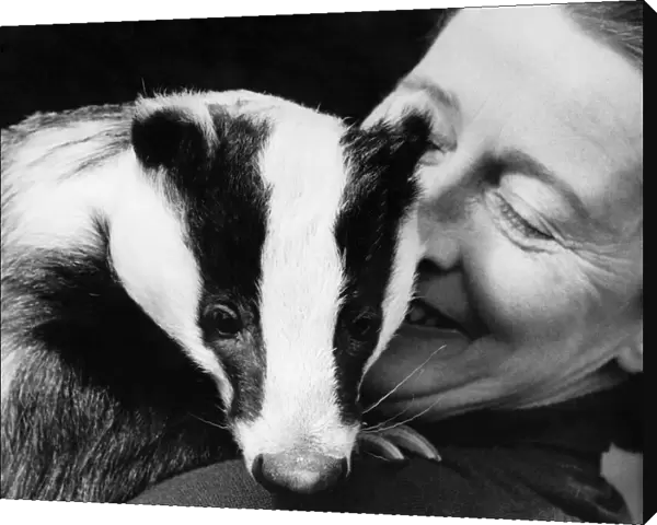 Animals - Badger. Mrs. Ruth Murray nursing Tikki, the grand old lady of Badgerdom