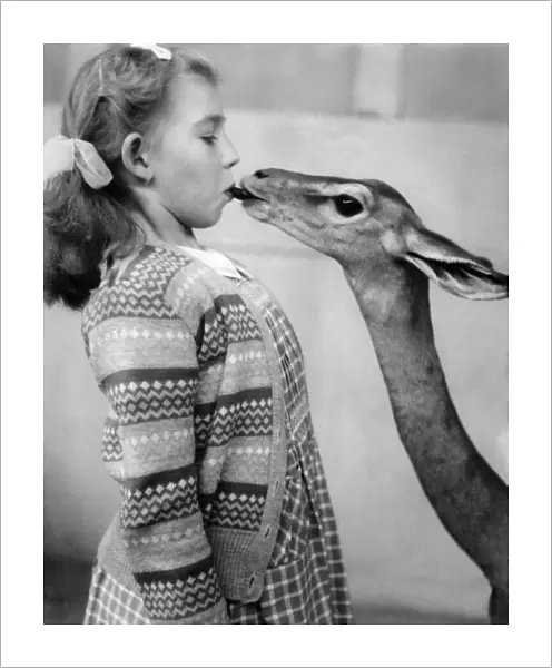Janette Sparrow, (8), makes friends with a Gerenuk. (A long-necked gazelle)