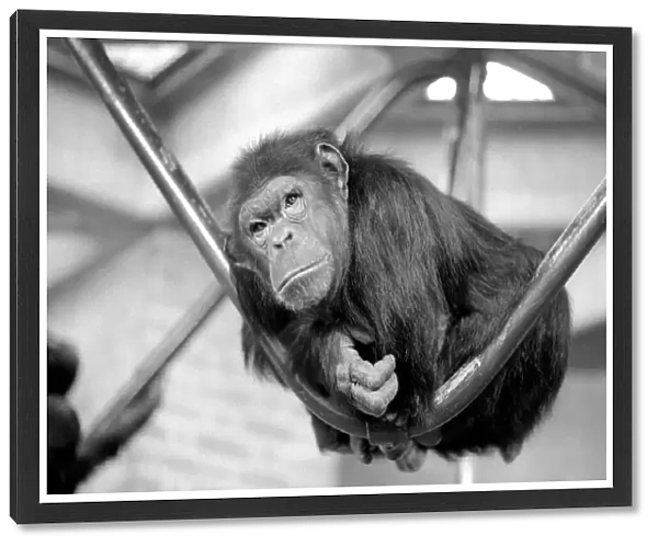 Zoo Animals: Chimp. December 1975 75-06831-006