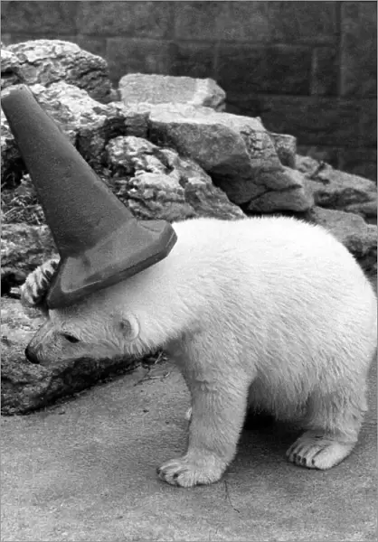 Clyde the polar bear wearing a cone on his head as he plays around in his new enclosure