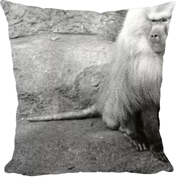 Zoo Animals. Baboon at London Zoo. August 1936 OL301J-001