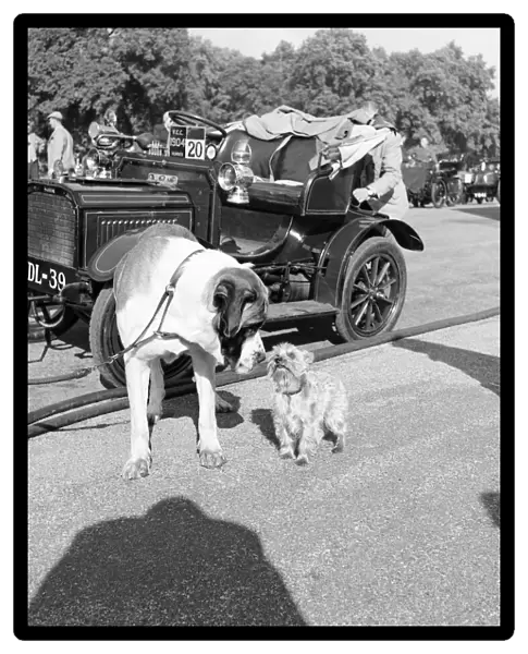 Filming of Genevieve Dogs that star alongside the Veteran Humber Car in the Film