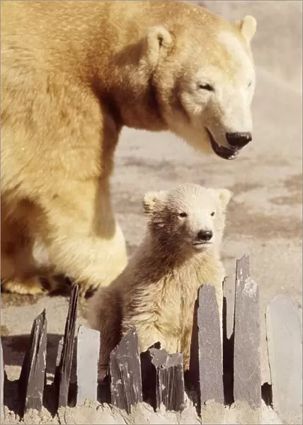 Sally the polar bear with her three months old cub Pipaluk on his first public