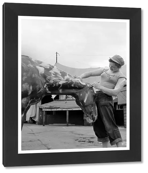 Joan Rosaire seen here Washing Circus horse Goldy. July 1953 D3686