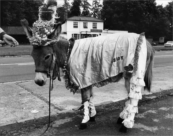 Ruffy the donkey on his way to the pub in his new outfit. July 1970 P011884