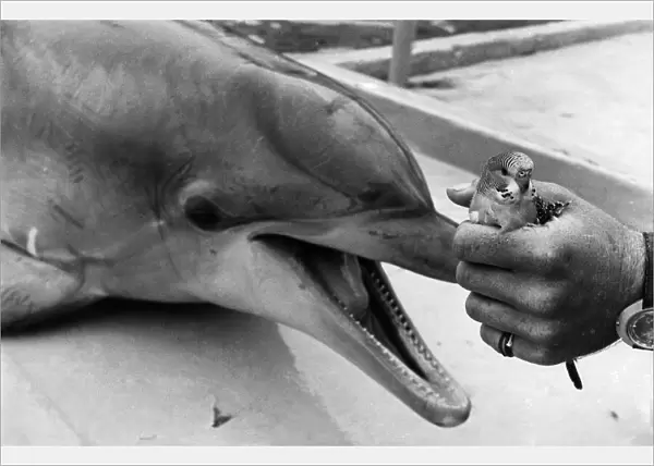 Animal: Dolphin and Budgie. July 1976 P011859