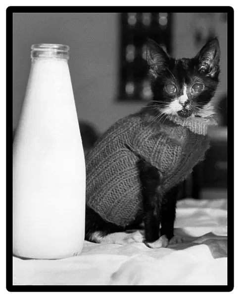 Wr Wimp the pussy cat wearing a jumper to keep warm as he looks at a large botlle of milk
