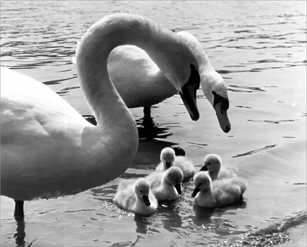 Family of swans on the park lake 1955 P044255 G2792