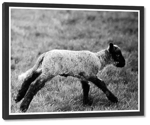 Spring lambs in Kent. January 1975 75-00492-008