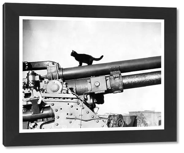 World War II: Mascots The black cat mascot of a anti-aircraft battery somewhere in