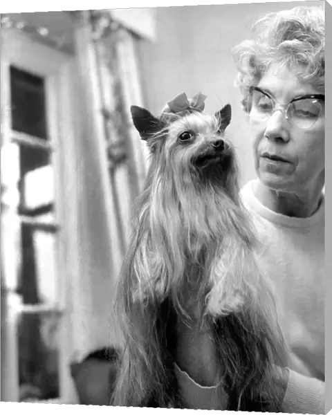 Animals: Dogs. Mrs. Olive Wood with her champion Yorkshire Terrier Tolcarne Brandy Soda