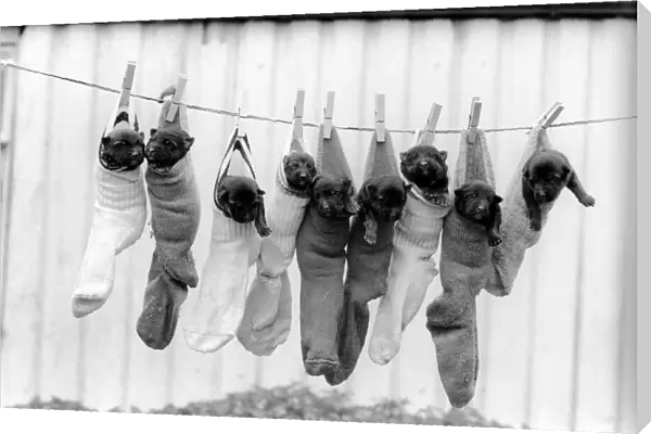 Cute: Animals: Dogs: 9 Alsatian pups hanging in socks on washing line