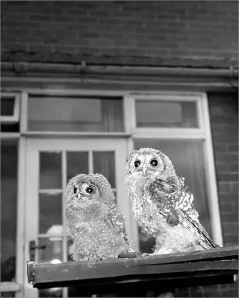 Owls. June 1960 M4501-004