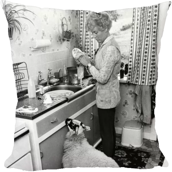 When Mrs. Moray Bell with Basil the sheep who is quite domesticated