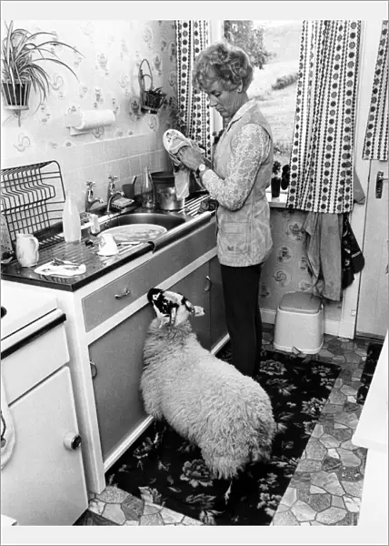 When Mrs. Moray Bell with Basil the sheep who is quite domesticated