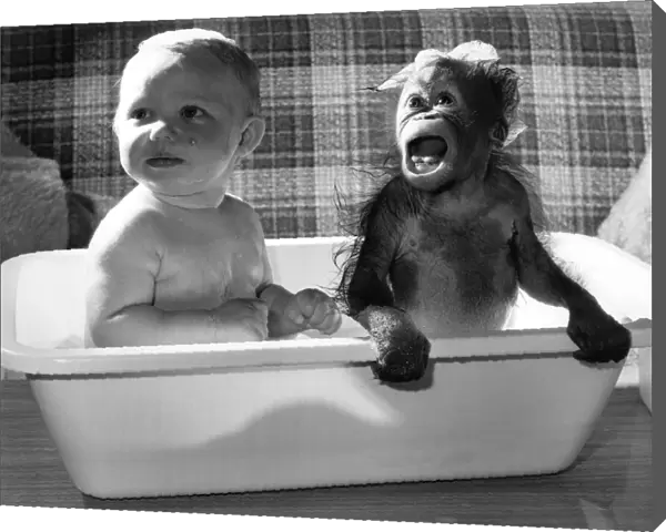 An Orang-utan having a bath with a baby. October 1984
