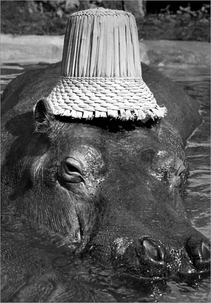 Humphrey a hippo at Chessington Zoo lazes in his pool wearing a slightly undersized straw