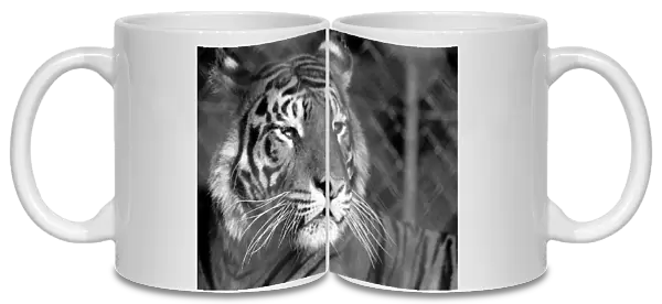 Zoo: Tigers and Cubs. February 1975 75-01170-007