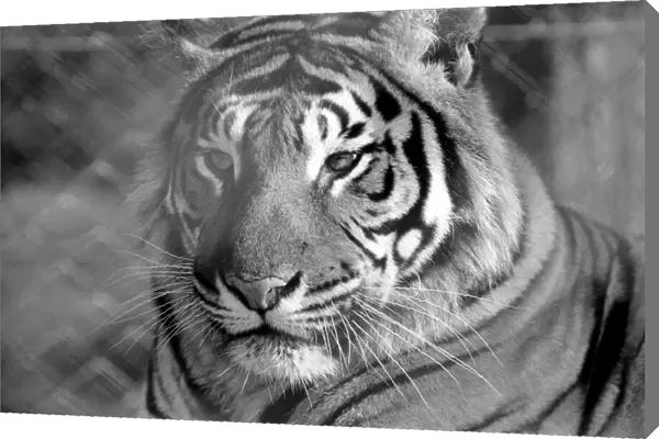 Zoo: Tigers and Cubs. February 1975 75-01170-010