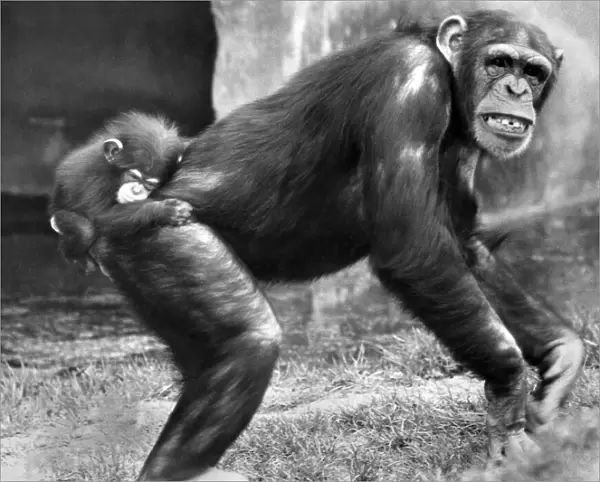 Animals: Chimpanzees: When you re a baby chimp, you have to hang on like grim death