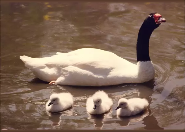 A black necked swan with its new chicks at Washington Wildfowl Park