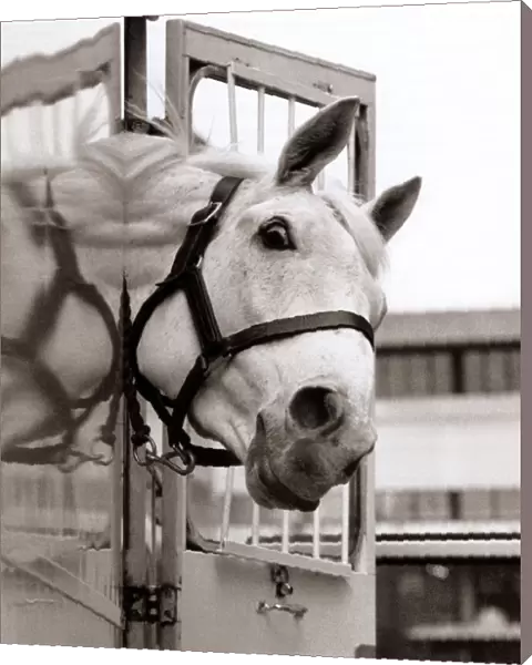 Desert Orchid Racehorse - December 1992 sticking his head out of his travelling box