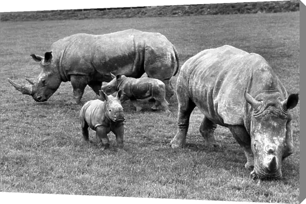 Two baby Rhinos Bill (4 weeks old) and Ben (2 weeks old), both born at Longleat