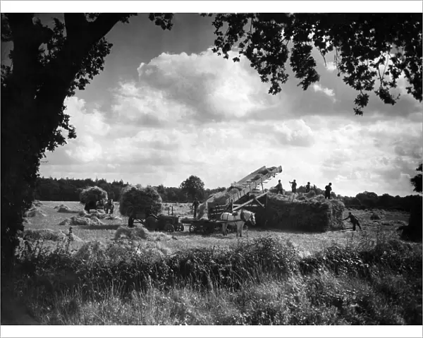 Farming: Harvest. Stacking corn in Norfolk. September 1946 P004477