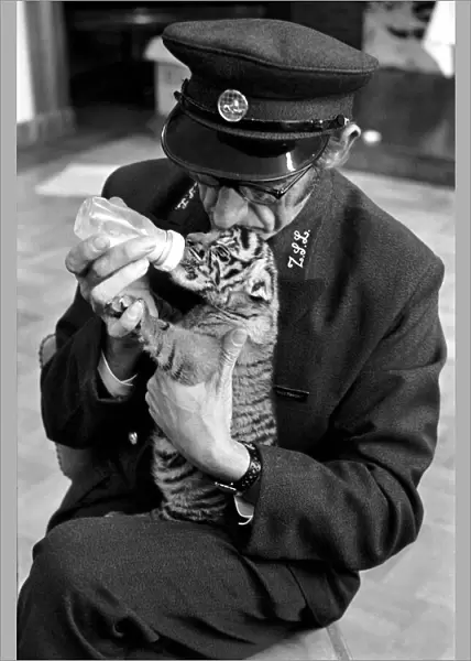 Tiger cub rejected by mother with keeper Frank Hughes. March 1975 75-01250-001