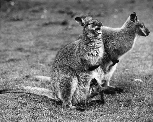 Minnie, the Wallaby, of the Zoo owned by Sir Garron Tyrwhit Drake of Maidstone