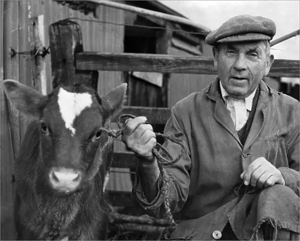 Farmer Mr. Clayton-Wheeler of Cross Roads Farm, Cricklade, Wiitshire seen with a calf