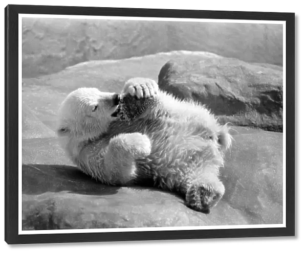 Polar Bears at Bristol Zoo. April 1975 75-2224