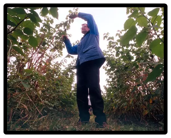Graeme McCartney prunes raspberry canes in September 1997