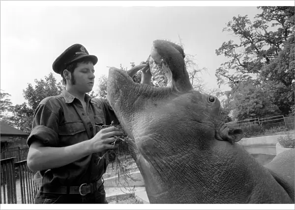 Hippo at Chessington Zoo: Ben the Chessington Zoo Hippopotamus who weighs about 1 ton