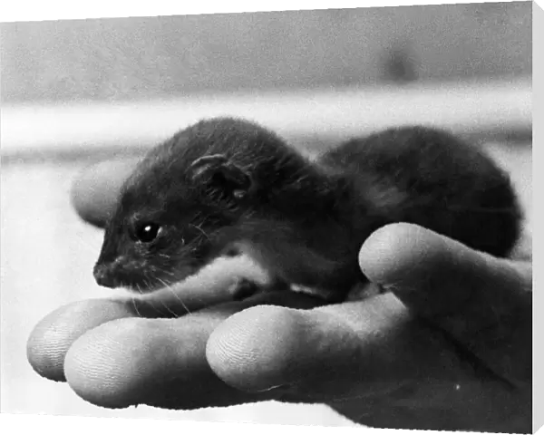 Pop Grows the Weasel: William the weasel, was two days old