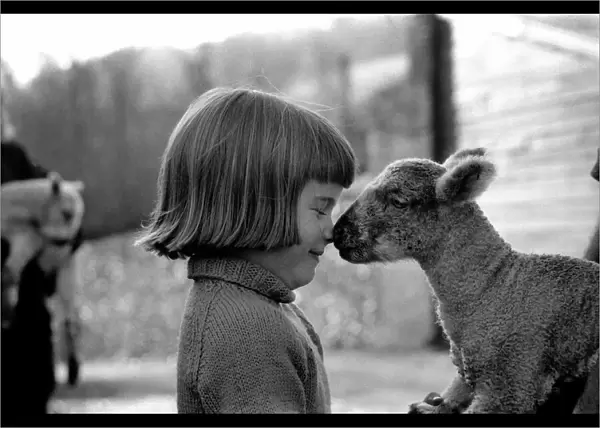 Animal  /  cute  /  child. Little girl and lambs. December 1975 75-06826-002