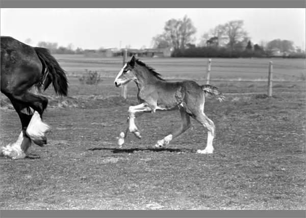 Horse and Foal. April 1977 77-02104-006