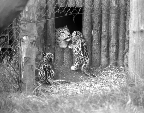 Animals  /  Cute. Howletts Zoo. Leopard Cubs. August 1977 77-04422-005