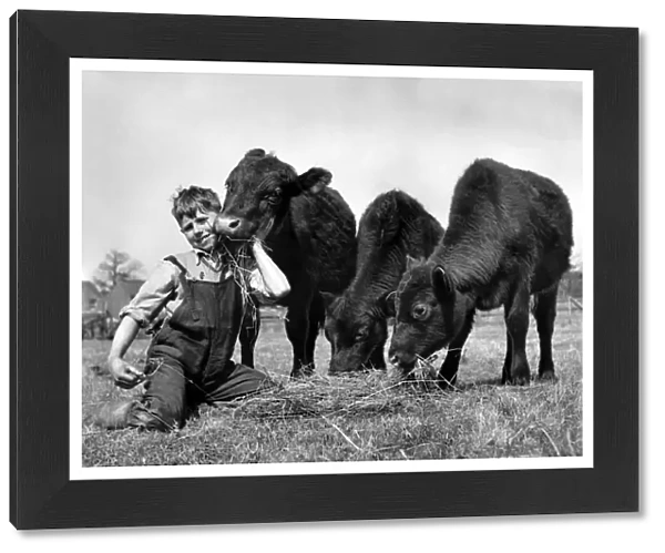 John Belcher a farmers son with his three calves. May 1952 P007502