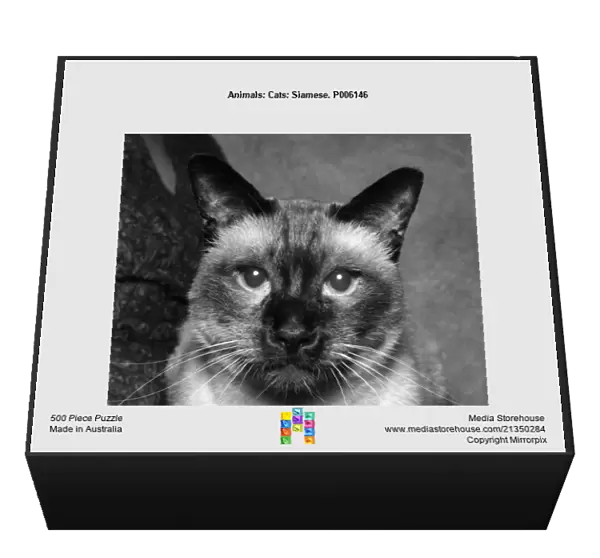 Animals: Cats: Siamese. P006146