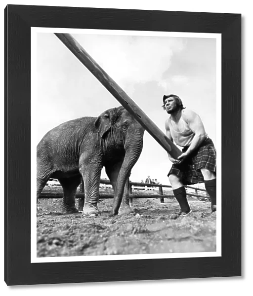 A man wearing a kilt tossing the caber with Tania the elephant watching