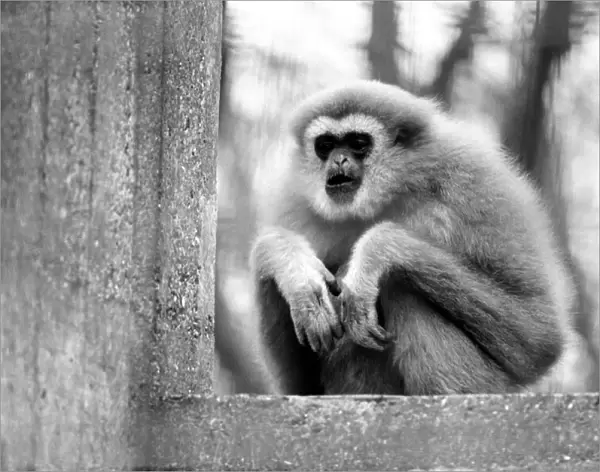 Gibbons at London Zoo. April 1975 75-1806-009