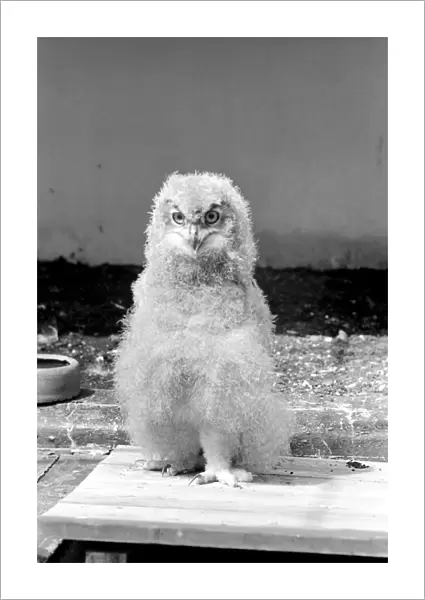 Birds: Eagle owl chick at London Zoo. 1965 C87D-004