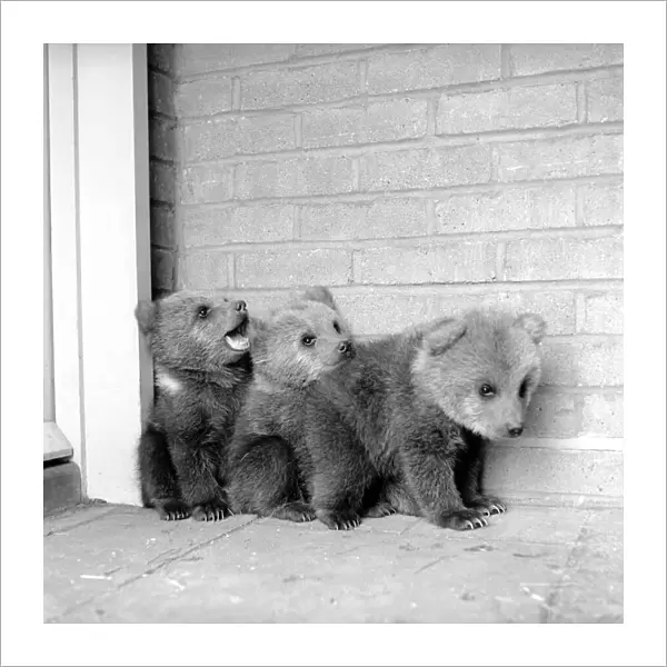 Brown bears cubs at Whipsnade Zoo. 1965 C46-001