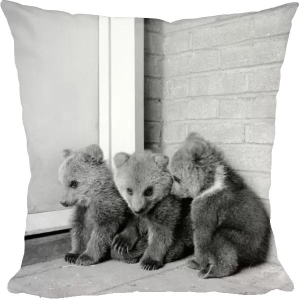 Brown bears cubs at Whipsnade Zoo. 1965 C46